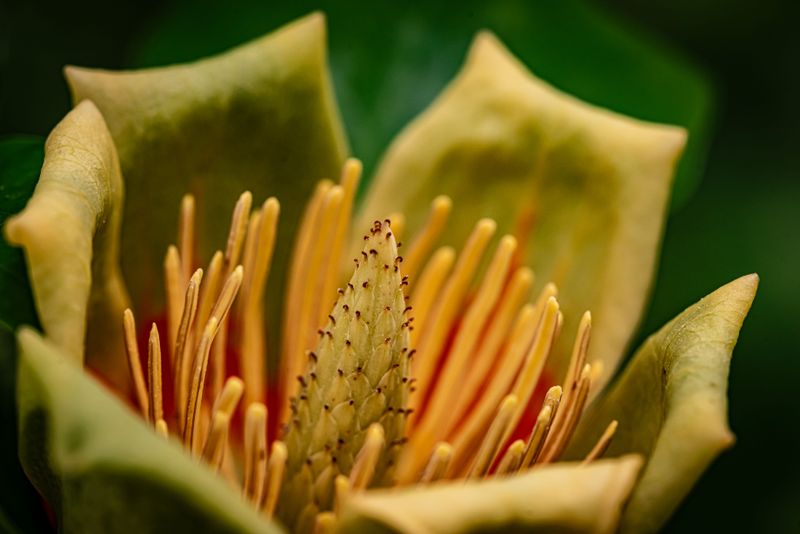Steps To Protect Your Tulip Poplars Going Forward