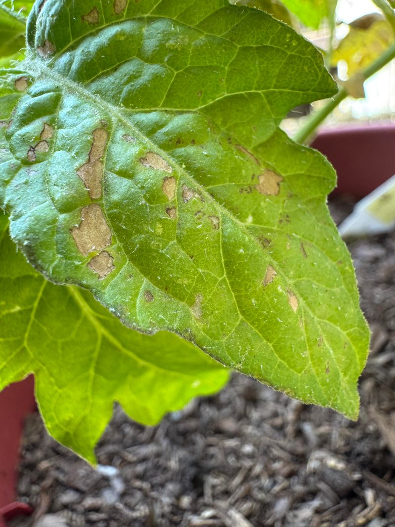 Steps To Reverse Minor Damage Before It Spreads