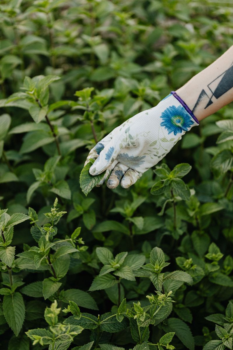 Steps To Safely Remove It From Your Garden Steps To Safely Remove It From Your Garden