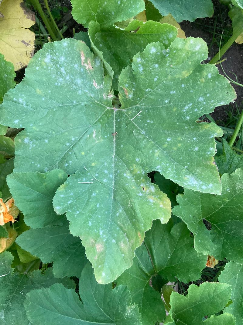 Steps To Slow It Down Before Harvest Ends