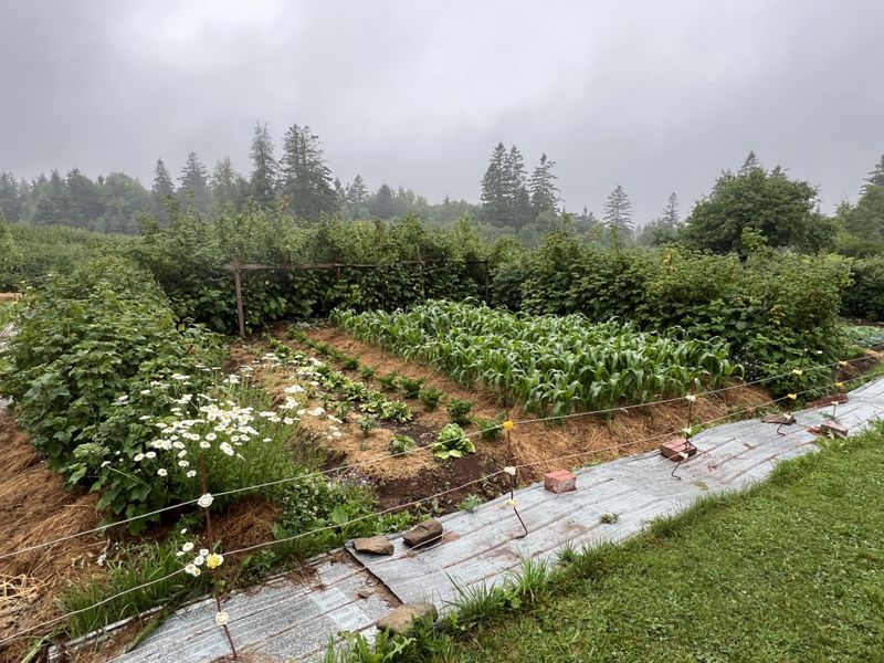 Steps To Start Your Own Succession Garden This Week Steps To Start Your Own Succession Garden This Week