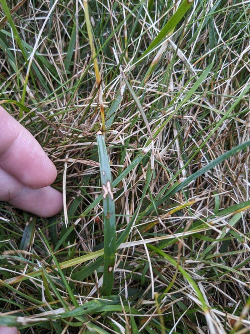 Steps To Stop It Before It Reaches Healthy Grass