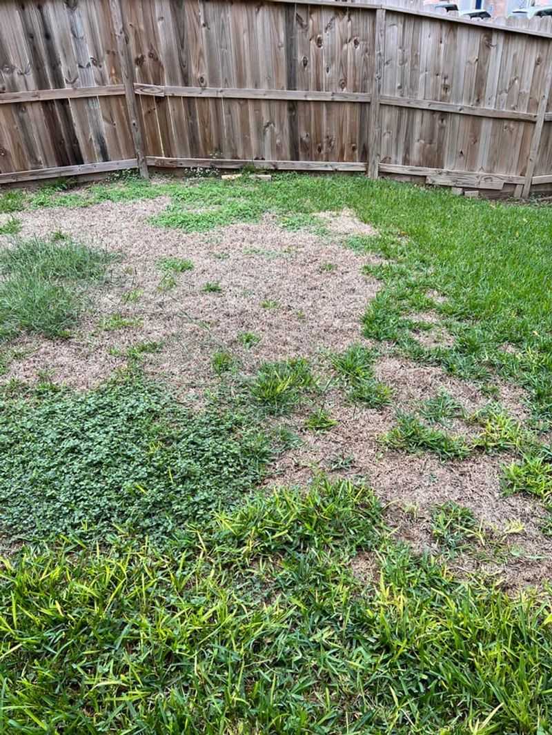 Steps To Stop The Spread And Help Your Lawn Recover