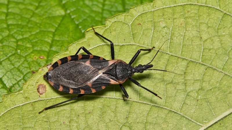 Steps To Take If You Spot This Insect Steps To Take If You Spot This Insect
