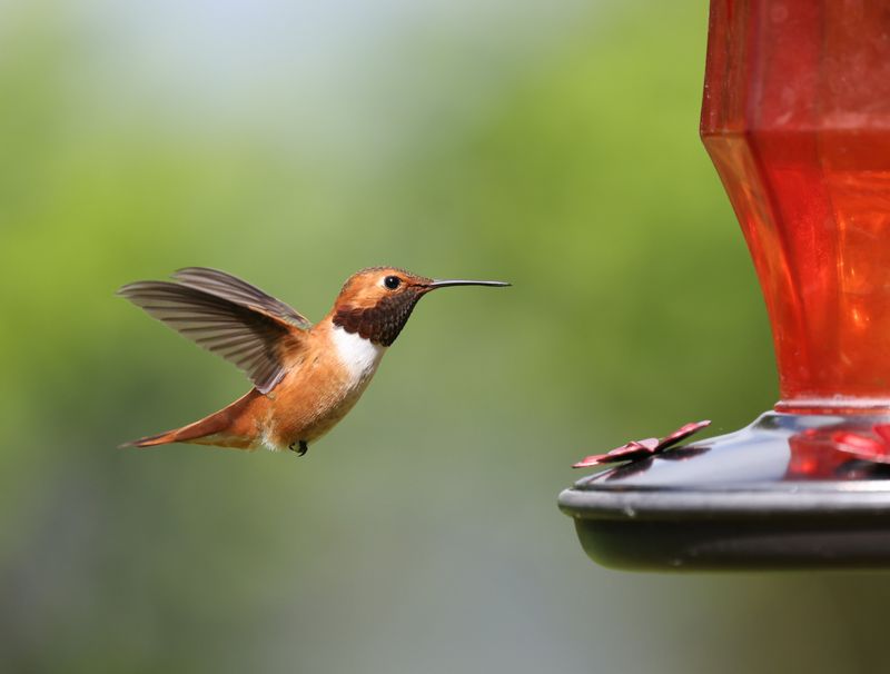 Steps to Keep Nectar Safe in Hot Weather Steps to Keep Nectar Safe in Hot Weather