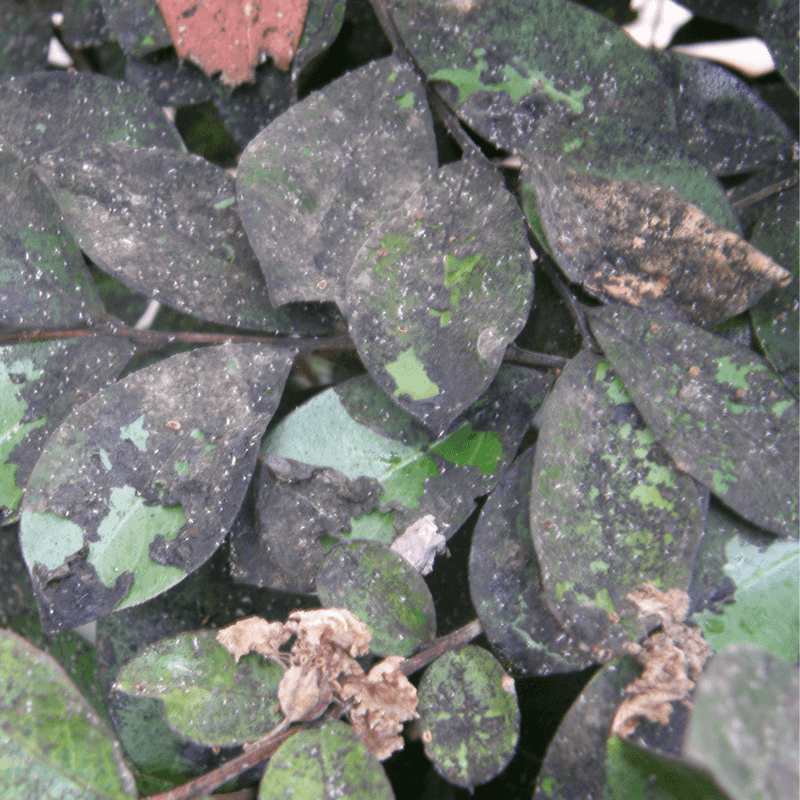 Sticky Black Leaves Can Trace Back To Aphids