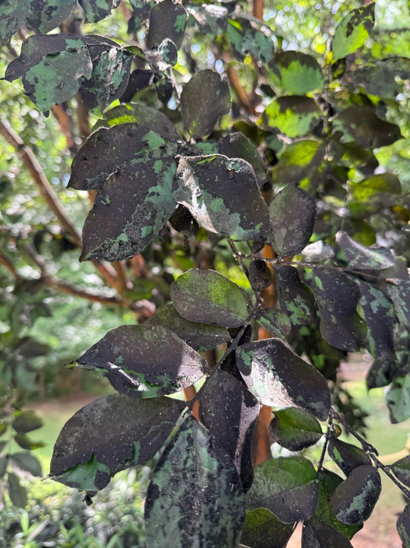 Sticky Honeydew Leads To That Black Sooty Coating Sticky Honeydew Leads To That Black Sooty Coating
