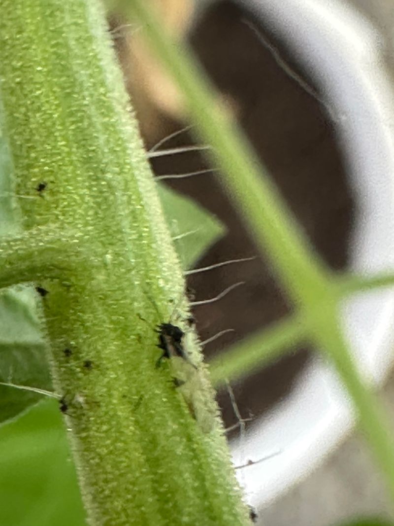 Sticky Honeydew Residue Signals An Active Aphid Infestation