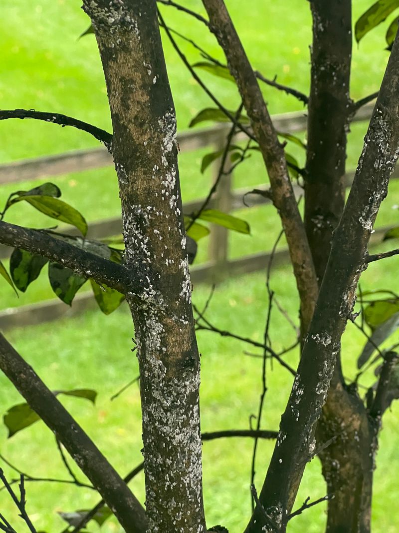 Sticky Leaves Can Spread The Mess Below