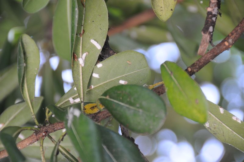 Sticky Leaves Often Point To Honeydew Sticky Leaves Often Point To Honeydew