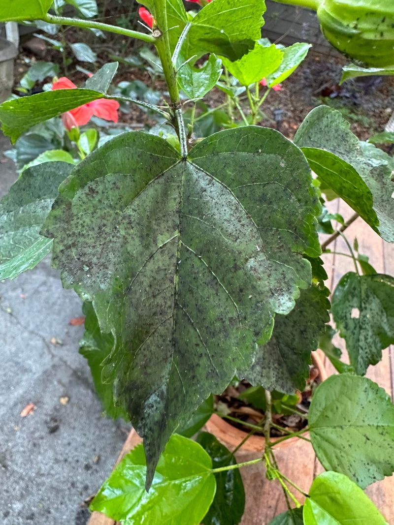Sticky Residue And Sooty Mold As Secondary Problems