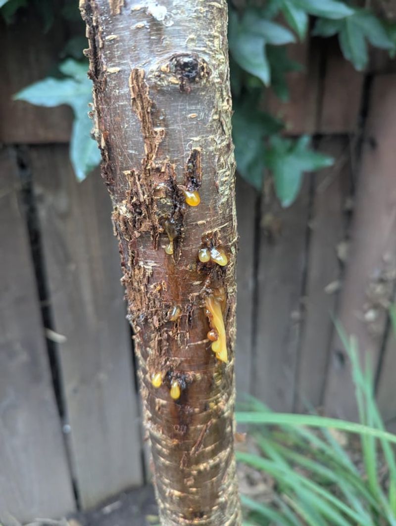 Sticky Spore Ooze In Warm, Wet Weather