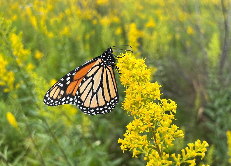 Stiff Goldenrod Carries Summer Forward Stiff Goldenrod Carries Summer Forward