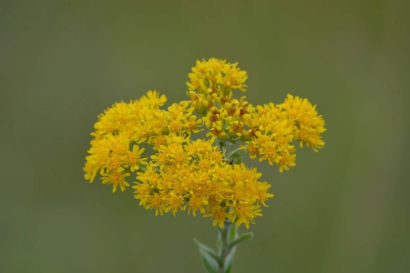 Stiff Goldenrod Stiff Goldenrod