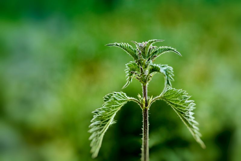 Stinging Nettle