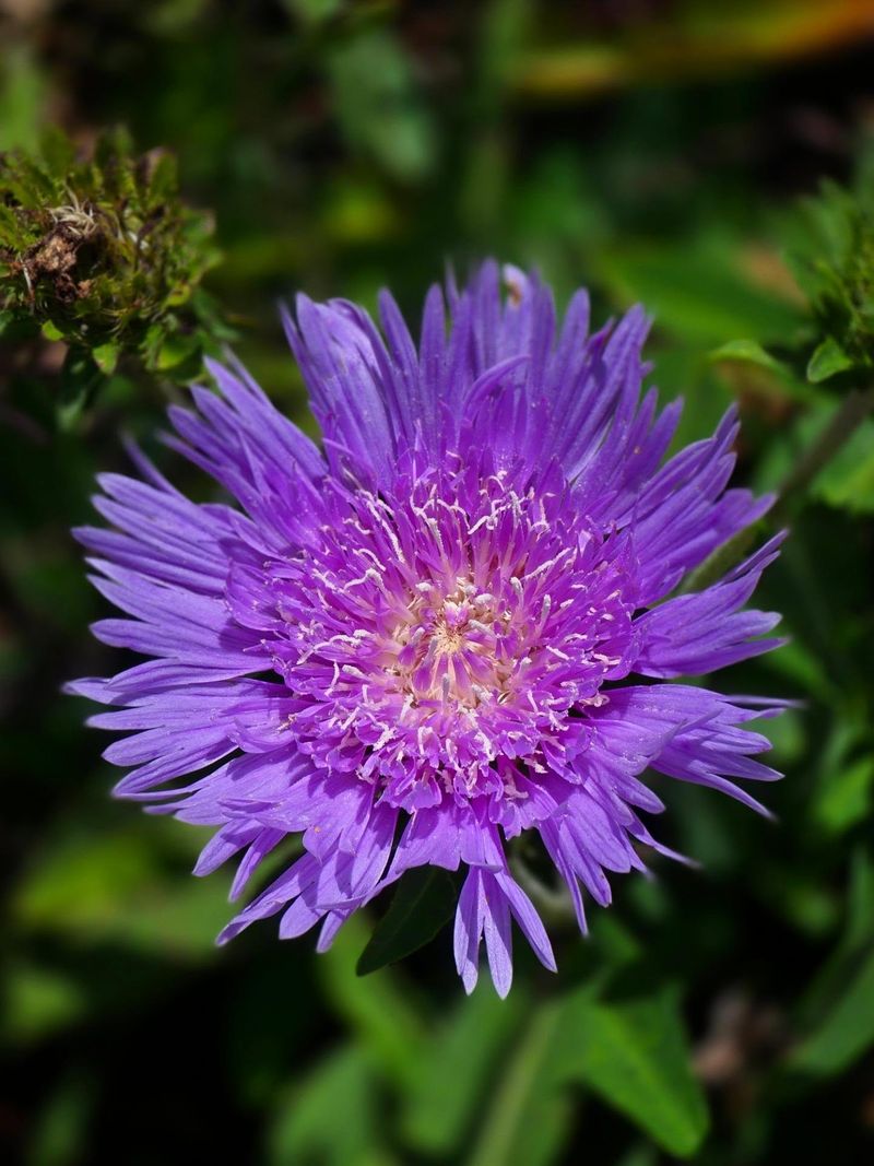 Stokes Aster Stays Strong In Heat
