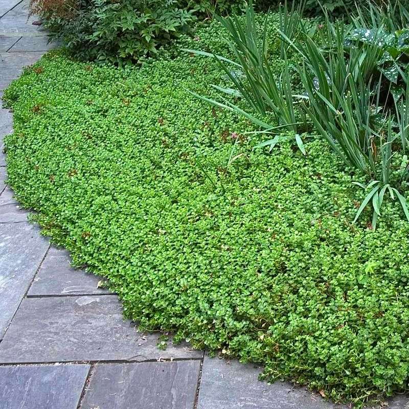 Stonecrop Making Dry Soil Harder For Weeds To Claim Stonecrop Making Dry Soil Harder For Weeds To Claim