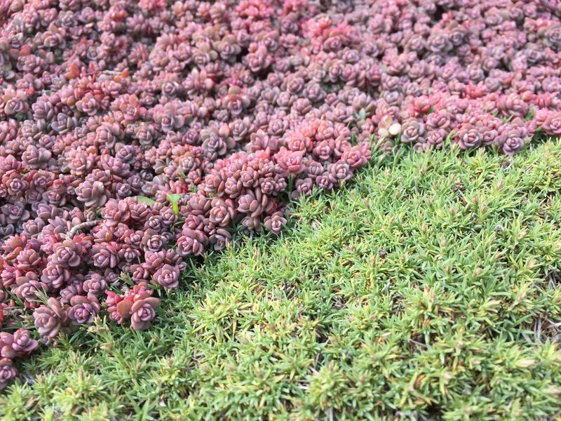 Stonecrop Turning Dry Corners Into Living Color