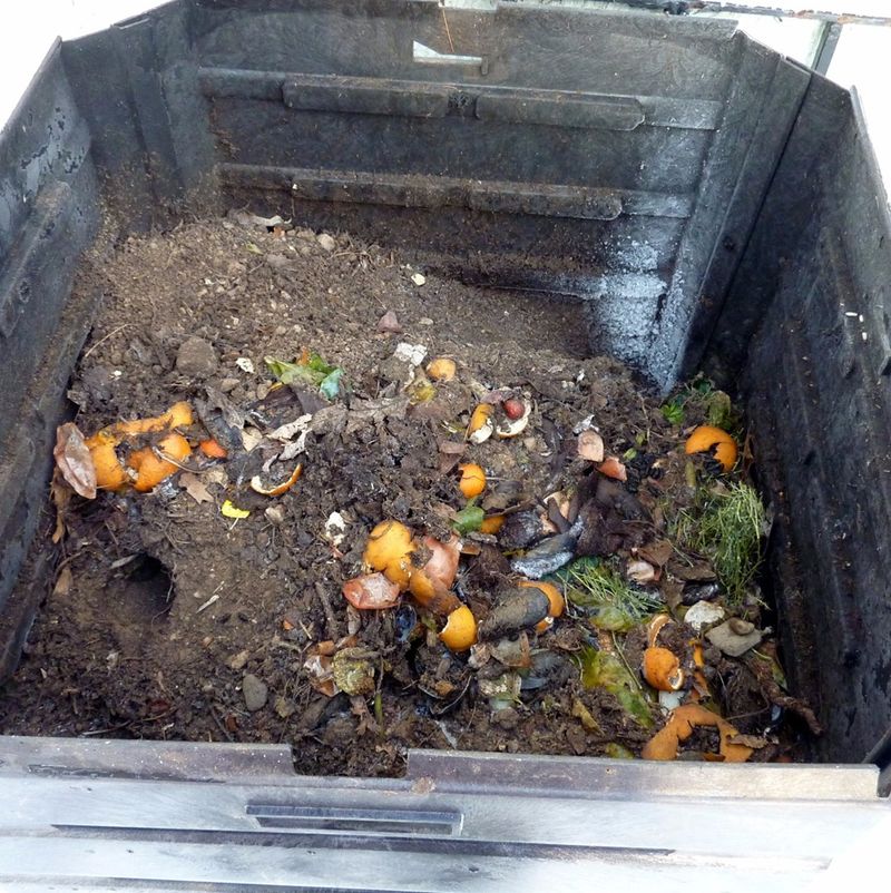 Stop Adding Meat And Fish To Compost Stop Adding Meat And Fish To Compost