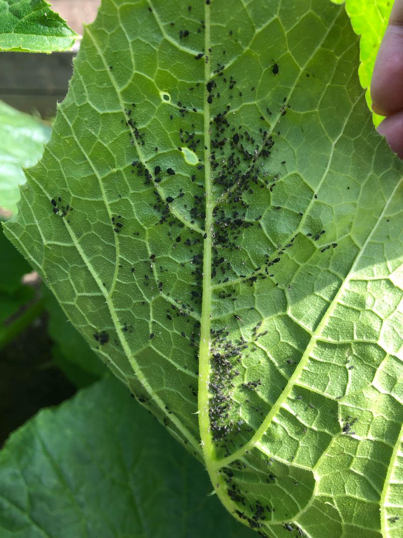 Stop Building An Aphid Buffet