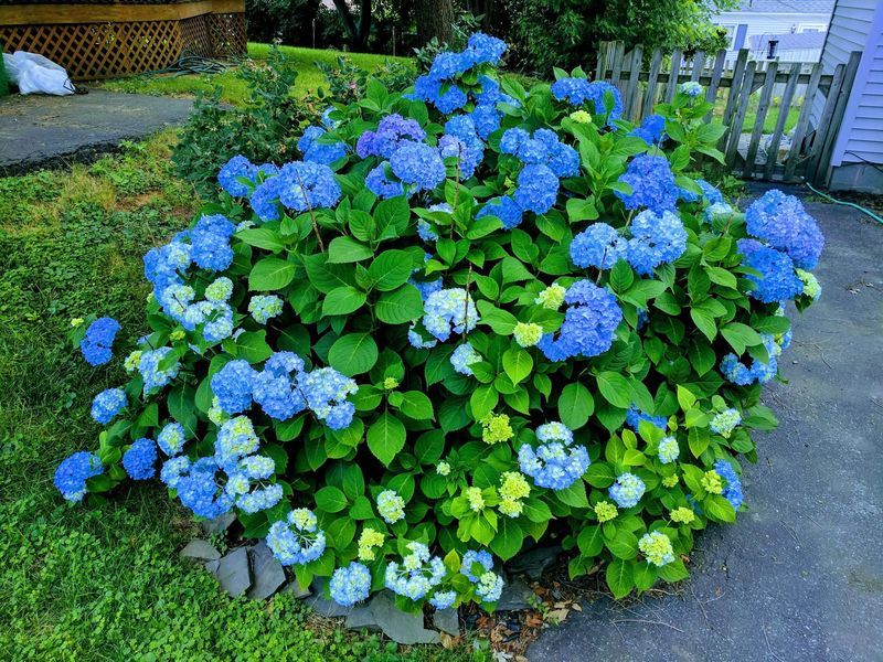 Stop Crowding Hydrangeas Into Stale Air