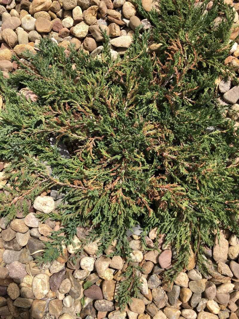 Stop Dense Mats From Connecting Vegetation