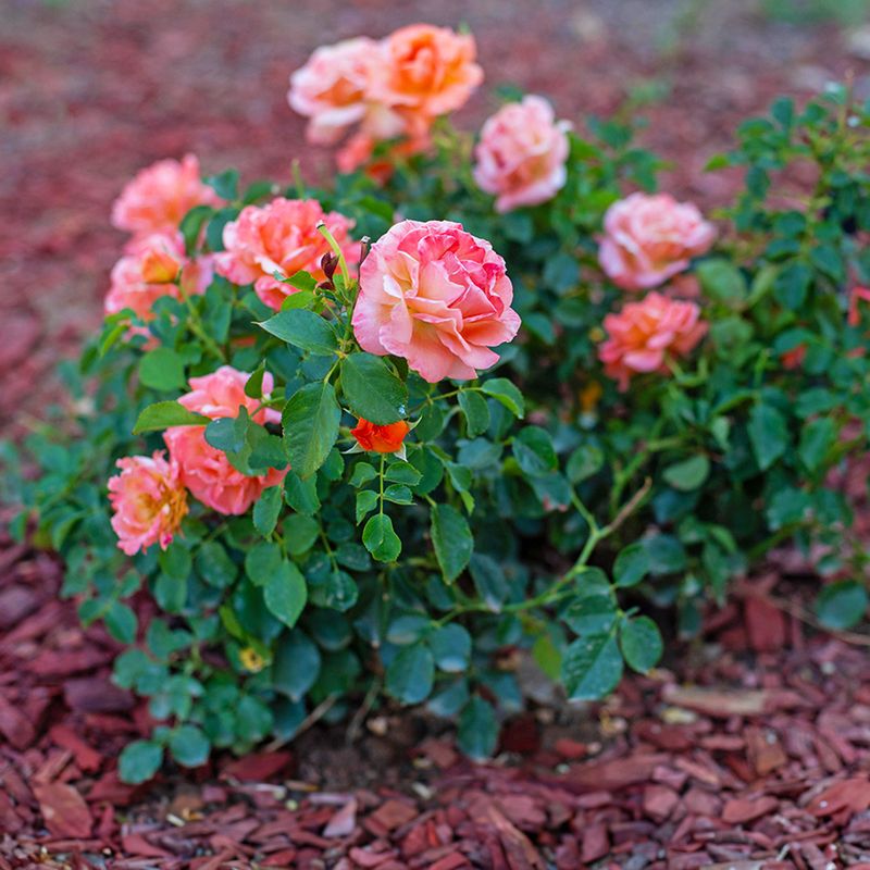 Stop Fertilizer Before Cold Weather Arrives Stop Fertilizer Before Cold Weather Arrives