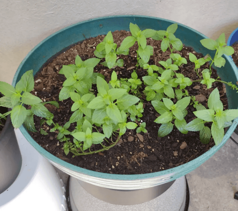 Stop Fertilizing Mint