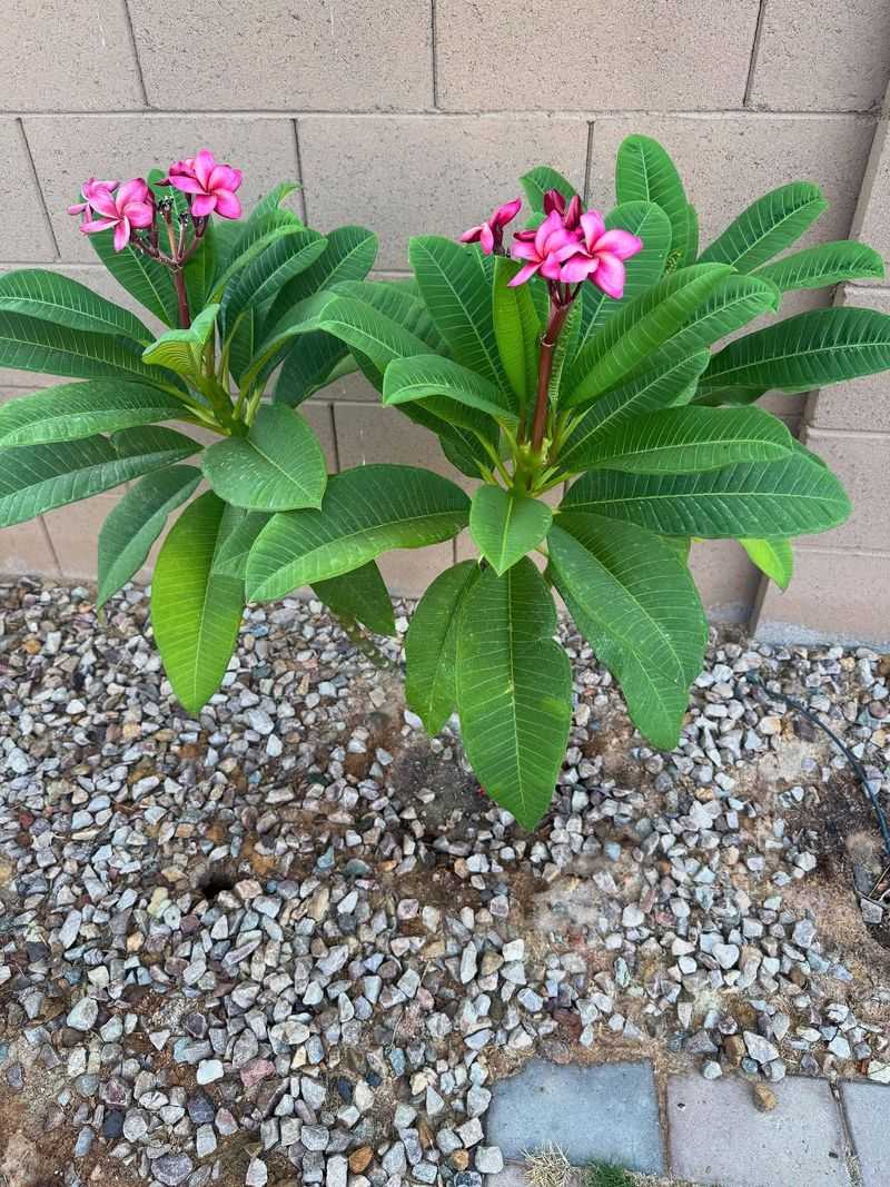 Stop Fertilizing Weeks Before Temperatures Drop