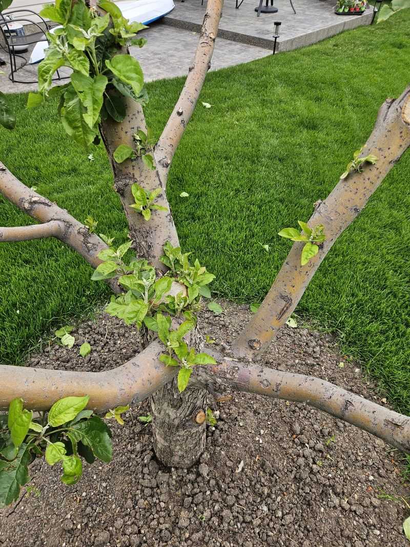 Stop Heavy Pruning Before Heat Spikes Stop Heavy Pruning Before Heat Spikes
