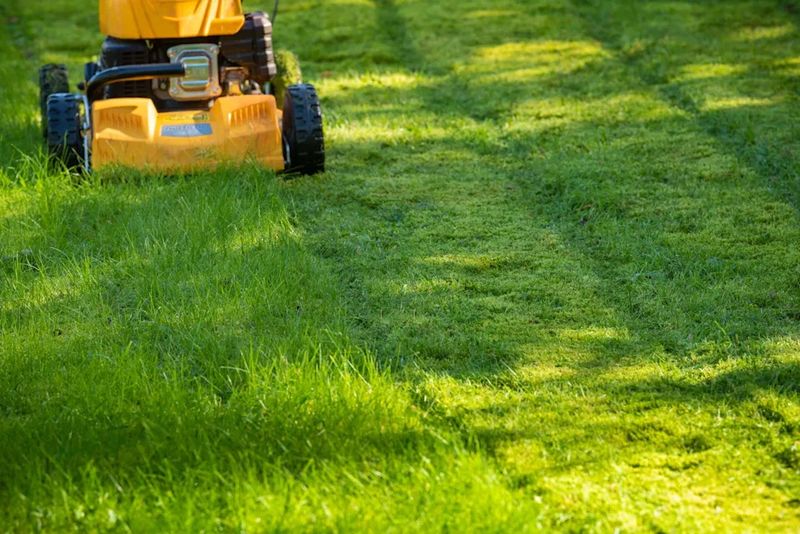 Stop Letting Short Grass Struggle In Heat