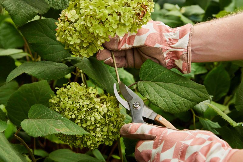 Stop Major Pruning In August Stop Major Pruning In August