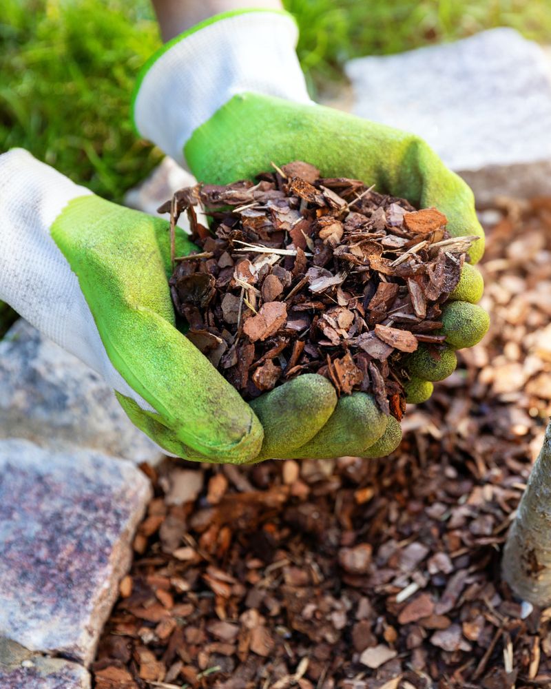 Stop Mounding Mulch Against The Crown