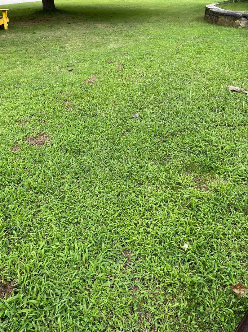 Stop Mowing The Lawn Too Short Stop Mowing The Lawn Too Short