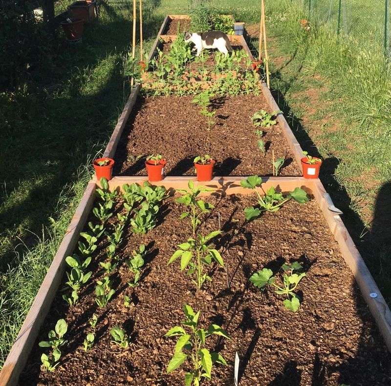 Stop Overfeeding Plants