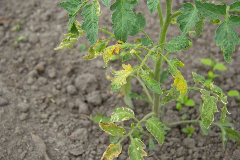 Stop Pests And Disease From Draining The Plant