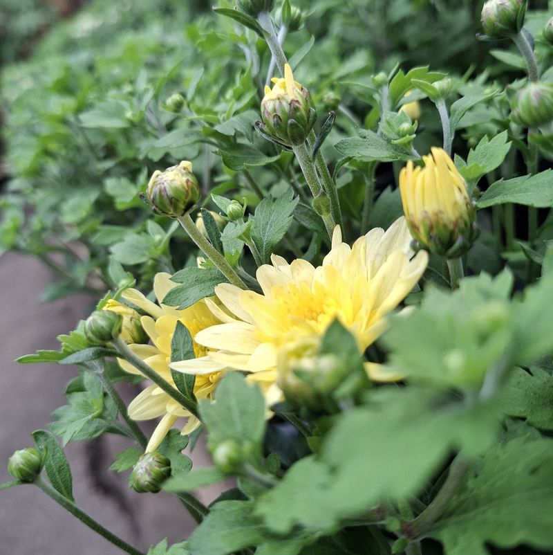 Stop Pinching And Pruning Mums In August Stop Pinching And Pruning Mums In August