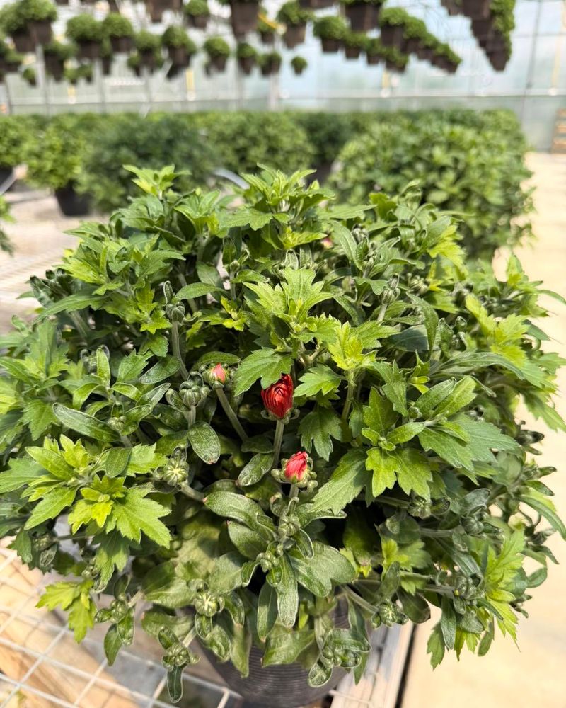 Stop Pinching Before Buds Form
