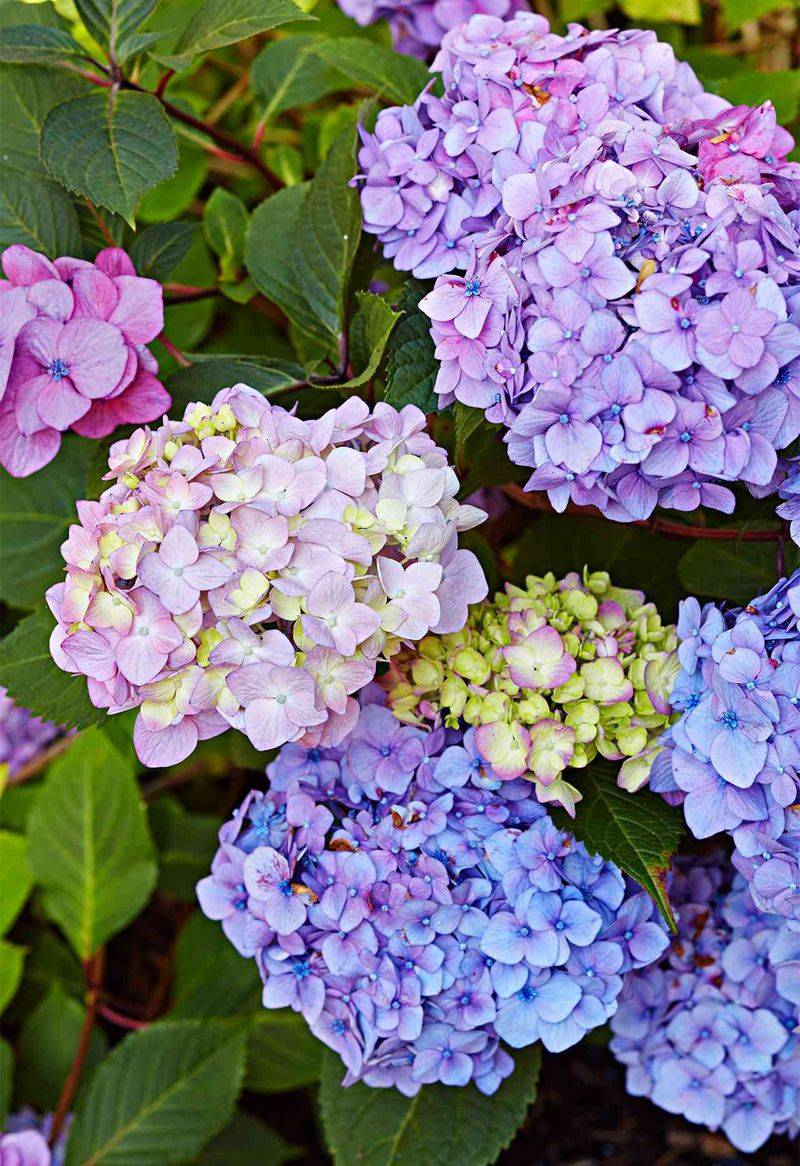 Stop Pruning Before You Cut Away Next Seasons Flowers