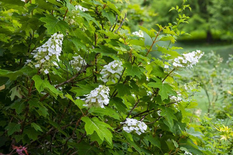 Stop Pruning Old-Wood Hydrangeas Stop Pruning Old-Wood Hydrangeas