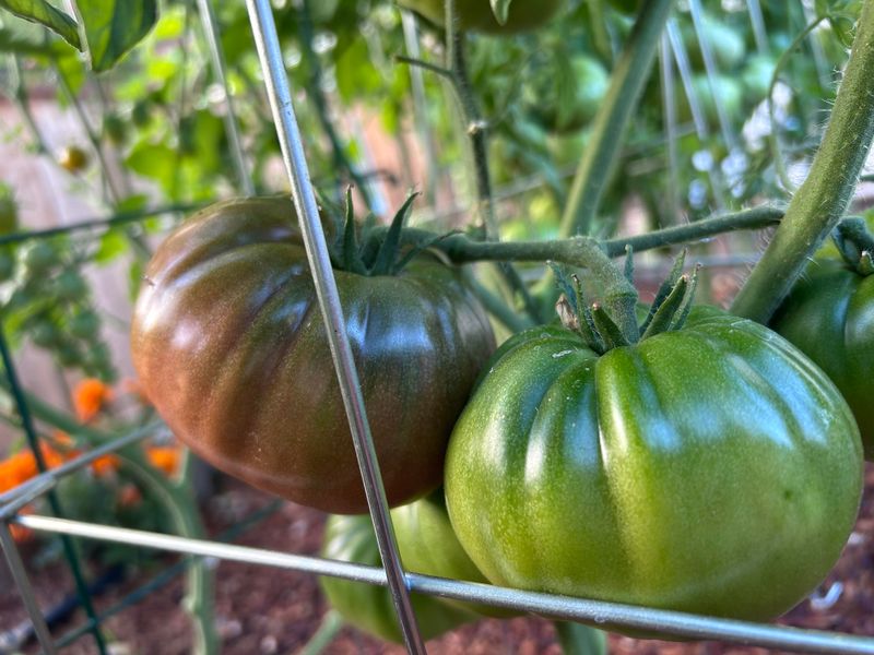 Stop Pushing New Growth With Heavy Fertilizer
