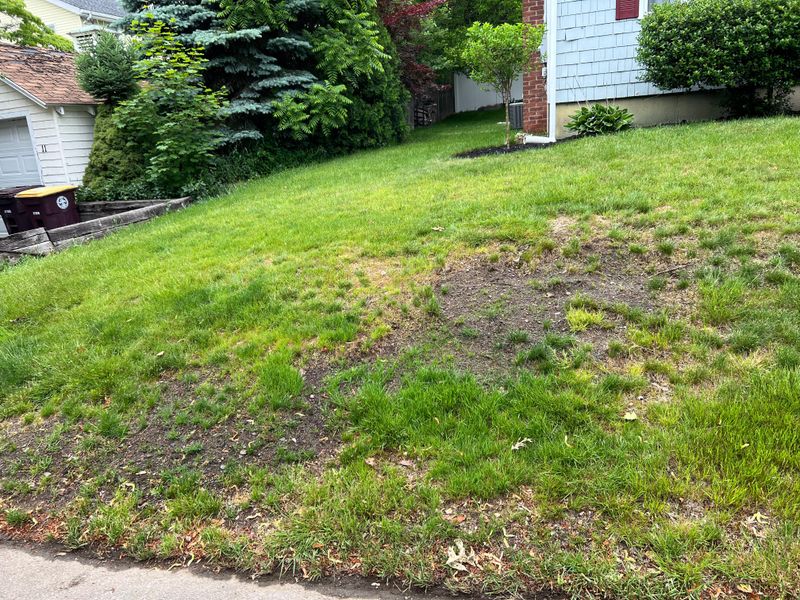 Stop Replanting Grass Where It Never Thrives Stop Replanting Grass Where It Never Thrives