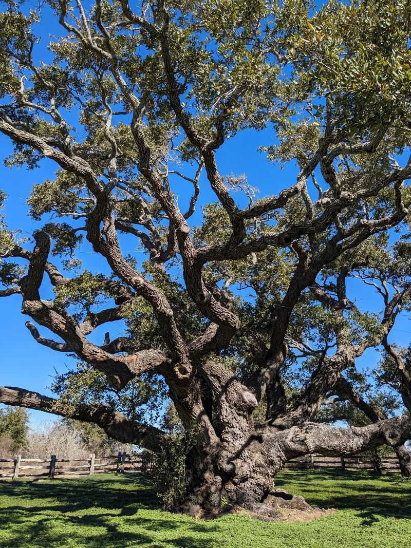 Stop Routine Pruning During Extreme Heat