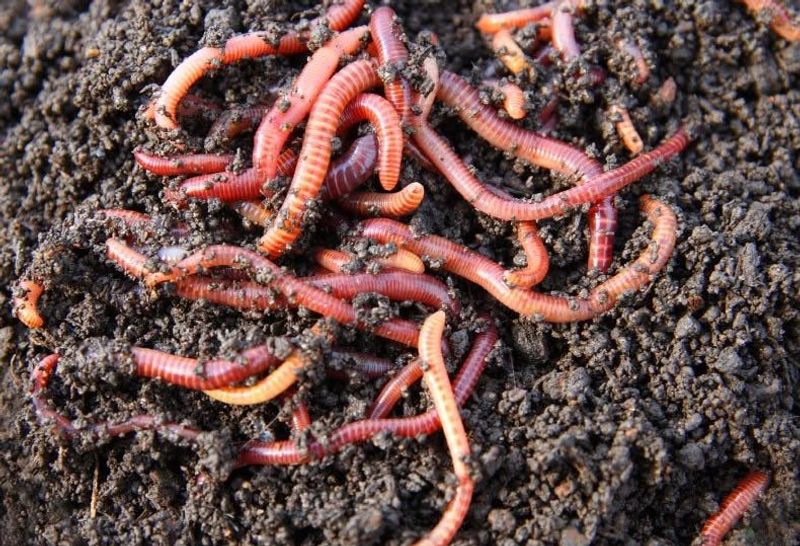 Stop Sharing Soil From Suspect Beds Stop Sharing Soil From Suspect Beds