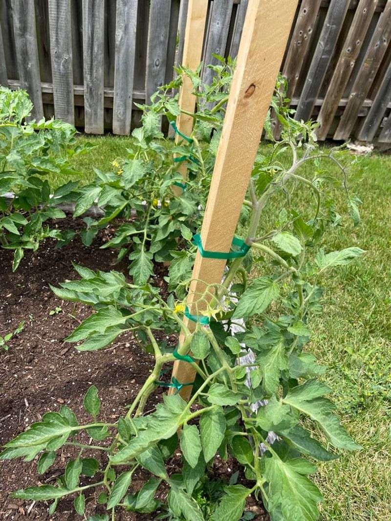 Stop Stripping Lower Leaves Too Aggressively Stop Stripping Lower Leaves Too Aggressively