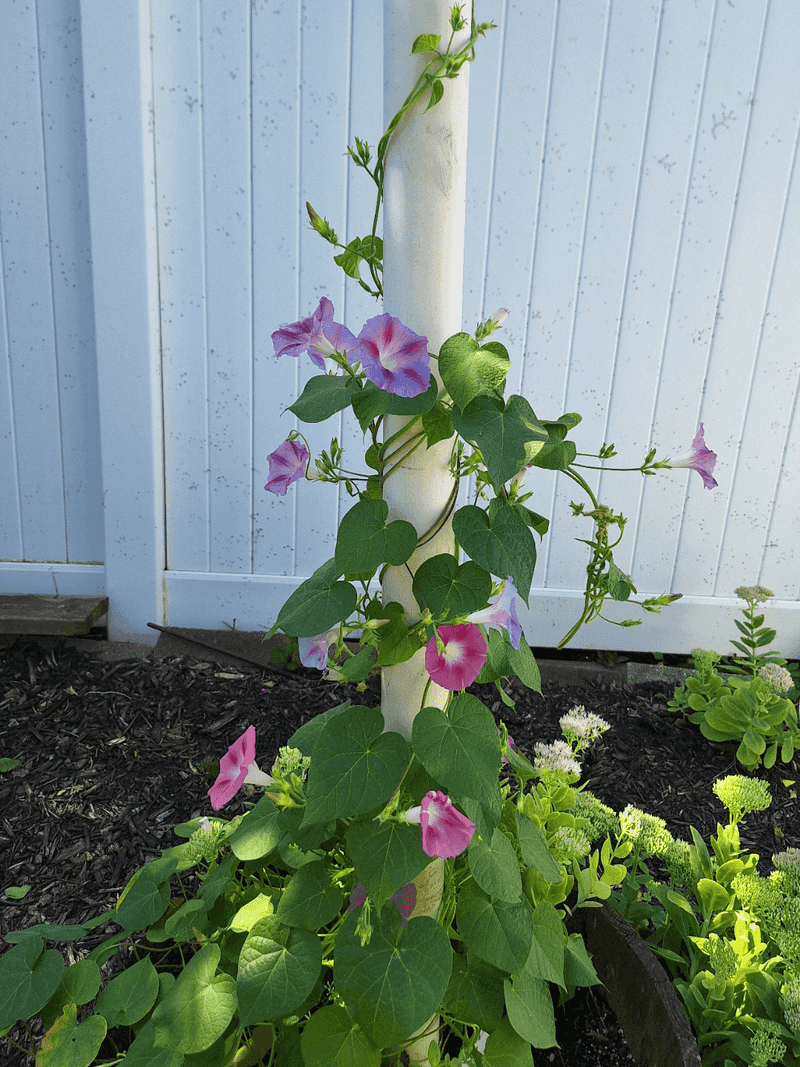 Stop Tilling Bindweed Roots Into Fragments Stop Tilling Bindweed Roots Into Fragments