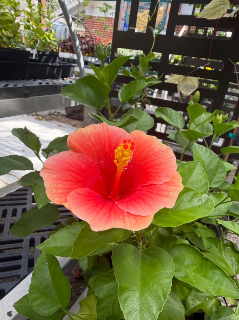 Stop Treating Hibiscus Like A Desert Shrub