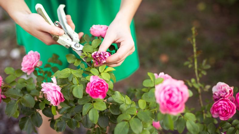 Stop Trimming Spent Flowers Before September Starts