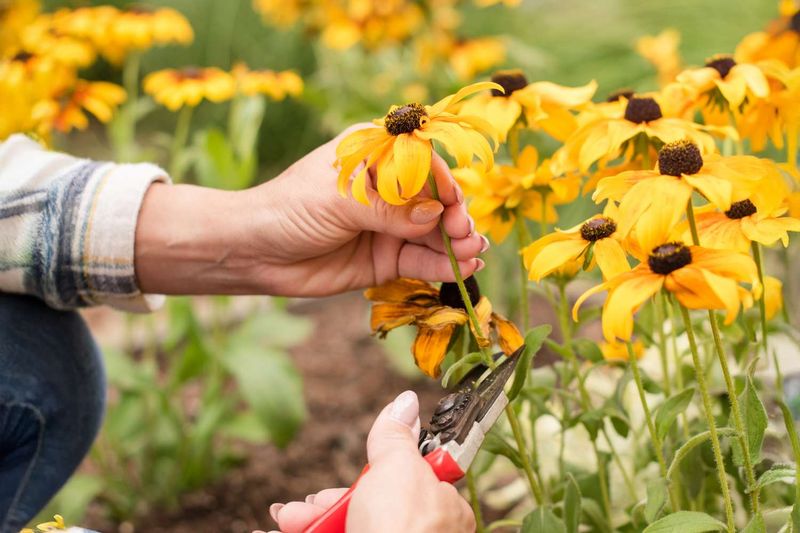 Stop Trimming Spent Flowers Before September