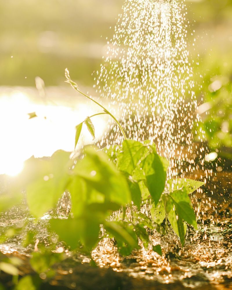 Stop Wetting Leaves Before Nightfall Stop Wetting Leaves Before Nightfall